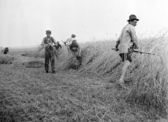 Hungary, Kézi kaszás aratás, a kalászokat marokszedő gyűjti., 1932, Fortepan, agriculture, harvest, scythe, Fortepan #2400