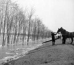 Magyarország, Halásztelek, (ekkor Tököl külterülete), a Duna árvízvédelmi töltése., 1940, Korbuly, tél, ló, árvíz, Fortepan #2446