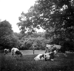 1936, Lőrincze Judit, cattle, Fortepan #24539