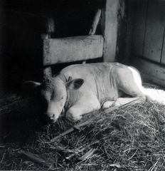 1936, Lőrincze Judit, cattle, stable, Fortepan #24564