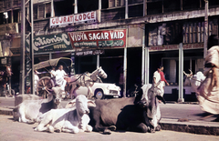 1965, Pozsgay Eszter, szarvasmarha, lovaskocsi, színes, reklám, Fortepan #250169