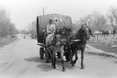 1981, Sóti Ákos, lovaskocsi, hordó, Fortepan #250226