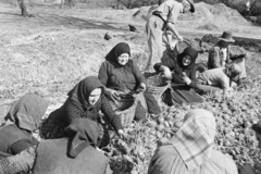 Magyarország, Tatabánya, Felsőgalla, Szabadság tér a 14. és 16. számú ház udvara, a télire prizmában tárolt burgonya átválogatása., 1959, Vimola Károly, kosár, mezőgazdaság, fejfedő, Fortepan #250593