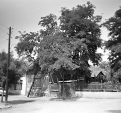 Magyarország, Budapest XX., Patak utca a Koch Róbert utcából nézve., 1971, FŐMTERV, Domonkos Endre, Budapest, épület, fa, utcakép, villanypózna, Fortepan #253022