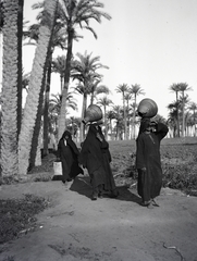 1913, Kriszt Béla, carrying water, water bearer, palm tree, oasis, Fortepan #254022