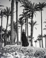 1913, Kriszt Béla, carrying water, water bearer, palm tree, oasis, Fortepan #254029