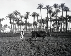 1913, Kriszt Béla, palm tree, tillage, Fortepan #254080