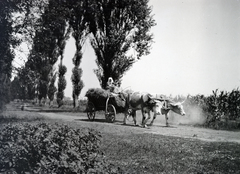 1919, Kriszt Béla, hackery, hay, cattle, chariot, work, peasant, dirt road, agriculture, yoke, Fortepan #254158