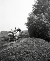 1913, Kriszt Béla, Hungarian grey cattle, peasant, dirt road, cattle, hackery, yoke, field, chariot, Fortepan #254202