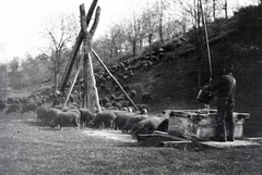 1916, Kriszt Béla, shadoof, sheep, well, drinking, shepherd, herd, hillside, peasant, bucket, pasture, agriculture, Fortepan #254221