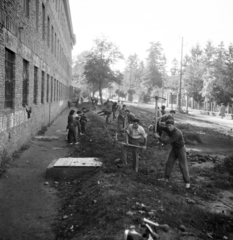 Hungary, Veszprém, Egyetem (Schönherz Zoltán) utca, a Veszprémi Vegyipari Egyetem (később Pannon Egyetem) B épülete melletti tereprendezésen önkéntesként dolgozó egyetemisták., 1958, Ungváry Rudolf, pickaxe, Fortepan #254889