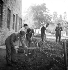 Hungary, Veszprém, Egyetem (Schönherz Zoltán) utca, a Veszprémi Vegyipari Egyetem (később Pannon Egyetem) B épülete melletti tereprendezésen önkéntesként dolgozó egyetemisták., 1958, Ungváry Rudolf, shovel, pickaxe, Fortepan #254891