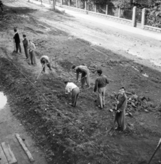 Hungary, Veszprém, Egyetem (Schönherz Zoltán) utca, a Veszprémi Vegyipari Egyetem (később Pannon Egyetem) B épülete melletti tereprendezés., 1958, Ungváry Rudolf, shovel, Fortepan #254893