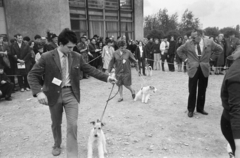 Magyarország, Budapest X., Albertirsai úti vásár területe, nemzetközi kutyakiállítás., 1972, Bojár Sándor, Budapest, kutyakiállítás, Fortepan #255526