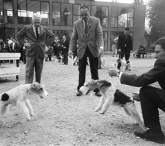 Magyarország, Budapest X., Albertirsai úti vásár területe, nemzetközi kutyakiállítás., 1972, Bojár Sándor, Budapest, kutyakiállítás, Fortepan #255528