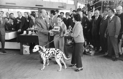 Magyarország, Budapest X., Albertirsai úti vásár területe, nemzetközi kutyakiállítás., 1972, Bojár Sándor, Budapest, díjkiosztó, dalmata, kutyakiállítás, Fortepan #255532