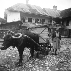 Románia,Erdély, Székelyudvarhely, 1960, Kálnoki Kis Sándor, bivaly, Fortepan #255990