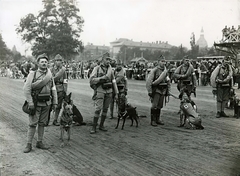 Hungary, Budapest XIV., Erzsébet királyné útja a Mexikói út saroknál, Ügetőpálya (később a Millenniumi Földalatti Vasút járműtelepét alakították ki a helyén), háttérben jobbra a Közlekedési Csarnok tornya a Városligetben. Harcászati bemutató 1915 októberében, harci- és elsősegélykutyák bemutatója., 1915, Országos Széchényi Könyvtár, Budapest, military, dog, Fortepan #256081