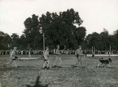 Hungary, Budapest XIV., Erzsébet királyné útja a Mexikói út saroknál, Ügetőpálya (később a Millenniumi Földalatti Vasút járműtelepét alakították ki a helyén). Harcászati bemutató 1915 októberében, az egészségügyi csapat bemutatása., 1915, Országos Széchényi Könyvtár, Budapest, military, dog, barrow, Fortepan #256122