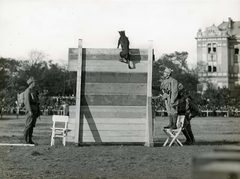 Hungary, Budapest XIV., Erzsébet királyné útja a Mexikói út saroknál, Ügetőpálya (később a Millenniumi Földalatti Vasút járműtelepét alakították ki a helyén), háttérben az Amizoni Országos Magyar Nőnevelő Intézetet épülete. Harcászati bemutató 1915 októberében, harcikutya bemutató., 1915, Országos Széchényi Könyvtár, Budapest, barrier, practice, Fortepan #256148