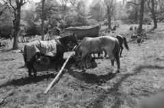 Magyarország, Bajót, Péliföldszentkereszt, a felvétel a Szalézi rendház közelében tartott búcsú idején készült., 1970, Székely Balázs, Fortepan #256406