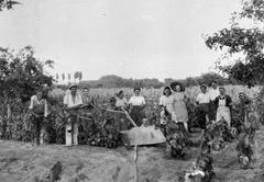 1949, Tildy Istvánné, tableau, harvest, vine, Fortepan #256614