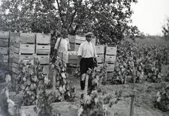 1949, Tildy Istvánné, chest, fruit picking, harvest, grape, Fortepan #256617