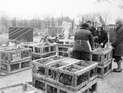 Magyarország, Óbuda, Budapest III., Óbudai piac a Kórház utca - Szél utca - Verőfény utca - Vihar utca által határolt területen., 1969, Reményi József, láda, mérleg, piac, baromfi, Budapest, Fortepan #258586