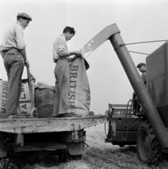 Egyesült Királyság, Lavenham, 1956, UWM Libraries, Harrison Forman, búza, képarány: négyzetes, zsák, Fortepan #258846