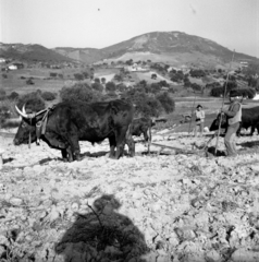 Portugal, Aldeia Grande (Setúbal városkörzet része)., 1949, UWM Libraries, shadow selfie, tillage, plow, cattle, Fortepan #260044