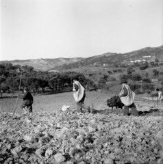 Portugal, Aldeia Grande (Setúbal városkörzet része), kukorica és csicseriborsó váltakozó sorú vetése., 1949, UWM Libraries, picture, ground, peasant, tillage, cattle, plow, Fortepan #260045