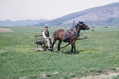 Jugoszláv mezőgazdasági munkás lóvontatású, talajtömörítő hengeren ül., 1965, UWM Libraries, Harrison Forman, színes, ló, Jugoszlávia, mezőgazdaság, Fortepan #260048