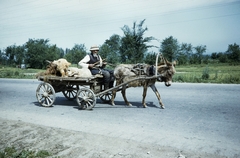 Lengyelország, 1960, UWM Libraries, Harrison Forman, lovaskocsi, szamár, színes, Fortepan #260200