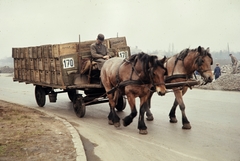 Lengyelország, 1960, UWM Libraries, Harrison Forman, Best of, lovaskocsi, színes, alvás, kocsis, Fortepan #260206