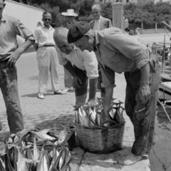 Spain, Palma de Mallorca, a Muelle Industria Pesquella a Carrer del Moll felé nézve., 1961, UWM Libraries, Fortepan #260613