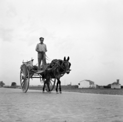 Spain, untitled, 1961, UWM Libraries, Best of, Fortepan #260650