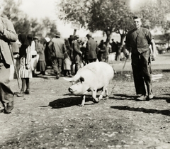 Ukrajna, Zolocsiv, (ekkor Złoczów), piac., 1934, UWM Libraries, Boyd Louise Arner, sertés, Fortepan #260745