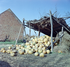 1961, Faragó György, agriculture, squash, colorful, Fortepan #260856