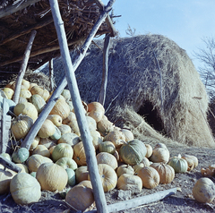 1961, Faragó György, colorful, hay, squash, Fortepan #260857