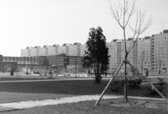 Magyarország, Újpalota, Budapest XV., Kavicsos köz, szemben a Kavicsos Közi Általános Iskola, a "Lila iskola" (ma László Gyula Gimnázium és Általános Iskola). Háttérben a Nyírpalota (Hevesi Gyula) út 1-21 számú panelház., 1973, Faragó György, Budapest, Fortepan #261281