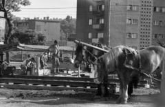 Magyarország, Budapest III., Vörösvári út átépítése, a felvétel a Gyenes utca közelében készült., 1971, Gyulai Gaál Krisztián, Budapest, félmeztelen, sínpálya, bérház, munkás, ló, Fortepan #262441