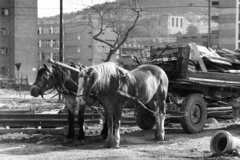 Magyarország, Budapest III., Vörösvári út átépítése, a felvétel a Gyenes utca közelében készült., 1971, Gyulai Gaál Krisztián, ló, Budapest, lovaskocsi, Fortepan #262442