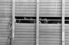 1975, Gyulai Gaál Krisztián, cattle, peeking, rail, transportation, Fortepan #262781