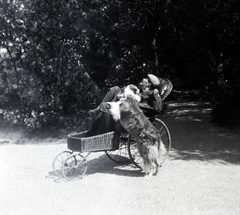 1916, Zichy kúria, Zala, dog, disabled, wheelchair, Fortepan #263996