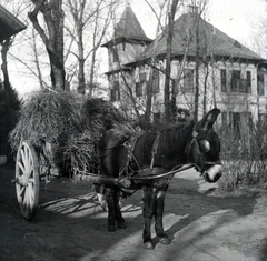 Magyarország,Balaton, Siófok, Batthyány utca, háttérben a 22. szám alatti épület, Zichy Zsófia villája látható., 1912, Zichy kúria, Zala, szamár, kordé, Fortepan #264006