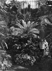 Hungary, Budapest VIII., Füvészkert., 1900, ELTE Fűvészkert, palm tree, Budapest, botanical garden, Fortepan #26459