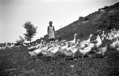 1942, Ladinek Viktor, goose, shepherd, Fortepan #264599