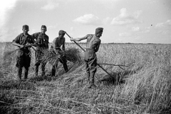 Oroszország, Repjevka, (Voronyezsi terület, repjevkai járás). Aratásó katonak., 1942, Ladinek Viktor, aratás, keleti front, kasza, Fortepan #264690