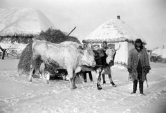 Oroszország, 1943, Ladinek Viktor, parasztház, hó, tél, paraszt, emberpár, széna, szarvasmarha, szán, Fortepan #264761