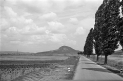 Magyarország,Balaton, Szigliget, 71-es út, a háttérben a Gulács., 1954, Horváth József, látkép, hegy, jegenyefasor, Fortepan #264929